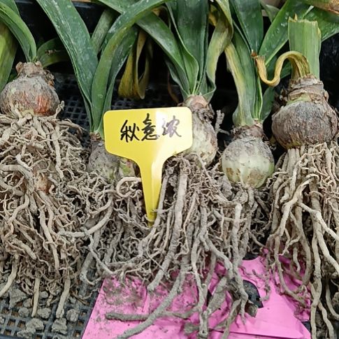 无花朵秋意浓朱顶红3-4发7个