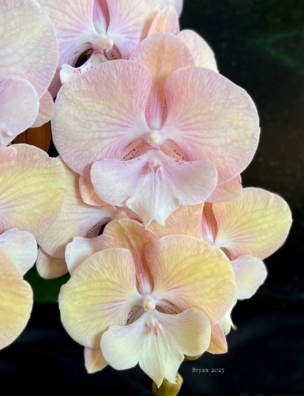 湾湾花苗【彩虹独角兽】2.8寸杯不带花剑根系很好可挑苗