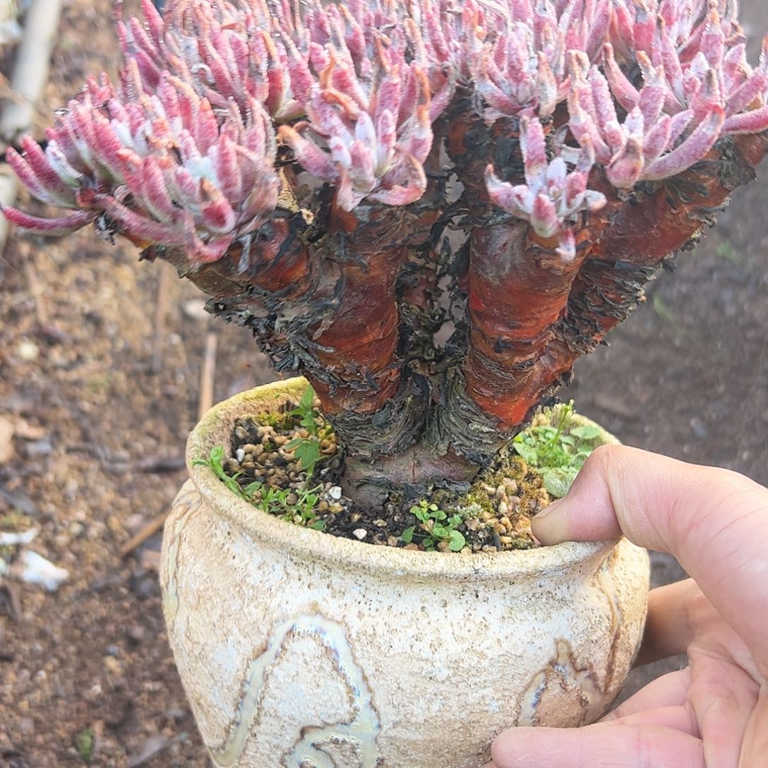 4922爱度丽斯仙女杯