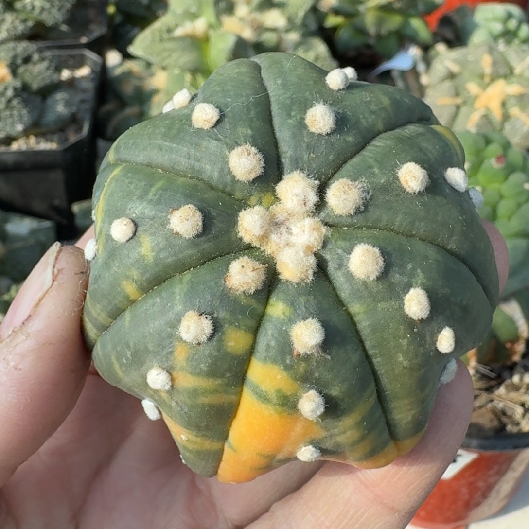 【闪购商品】落地高脚海星兜锦
