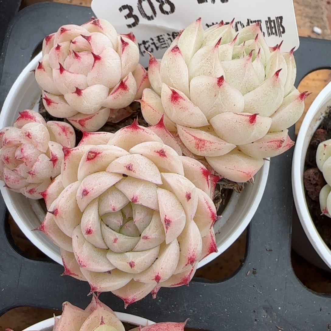 花语逸镜0208-308