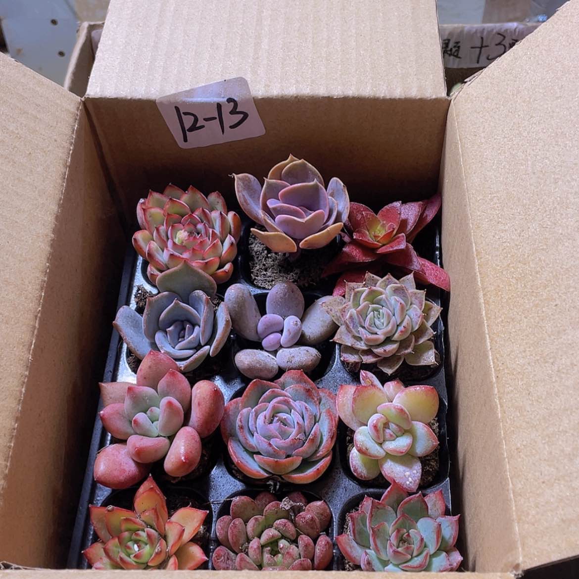 【闪购商品】12颗-13