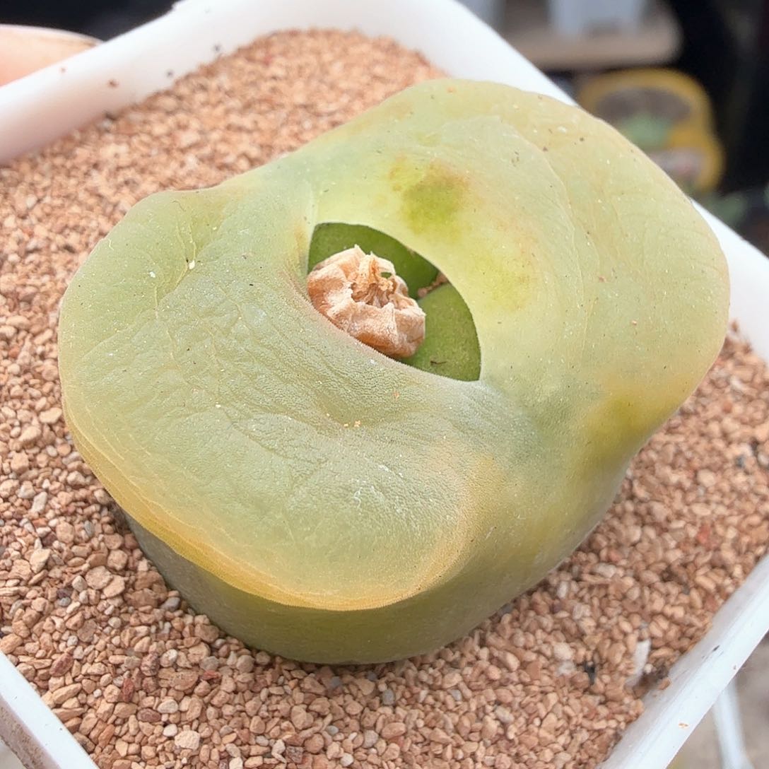 2.22.100/3.2厘米大O泡/多肉植物