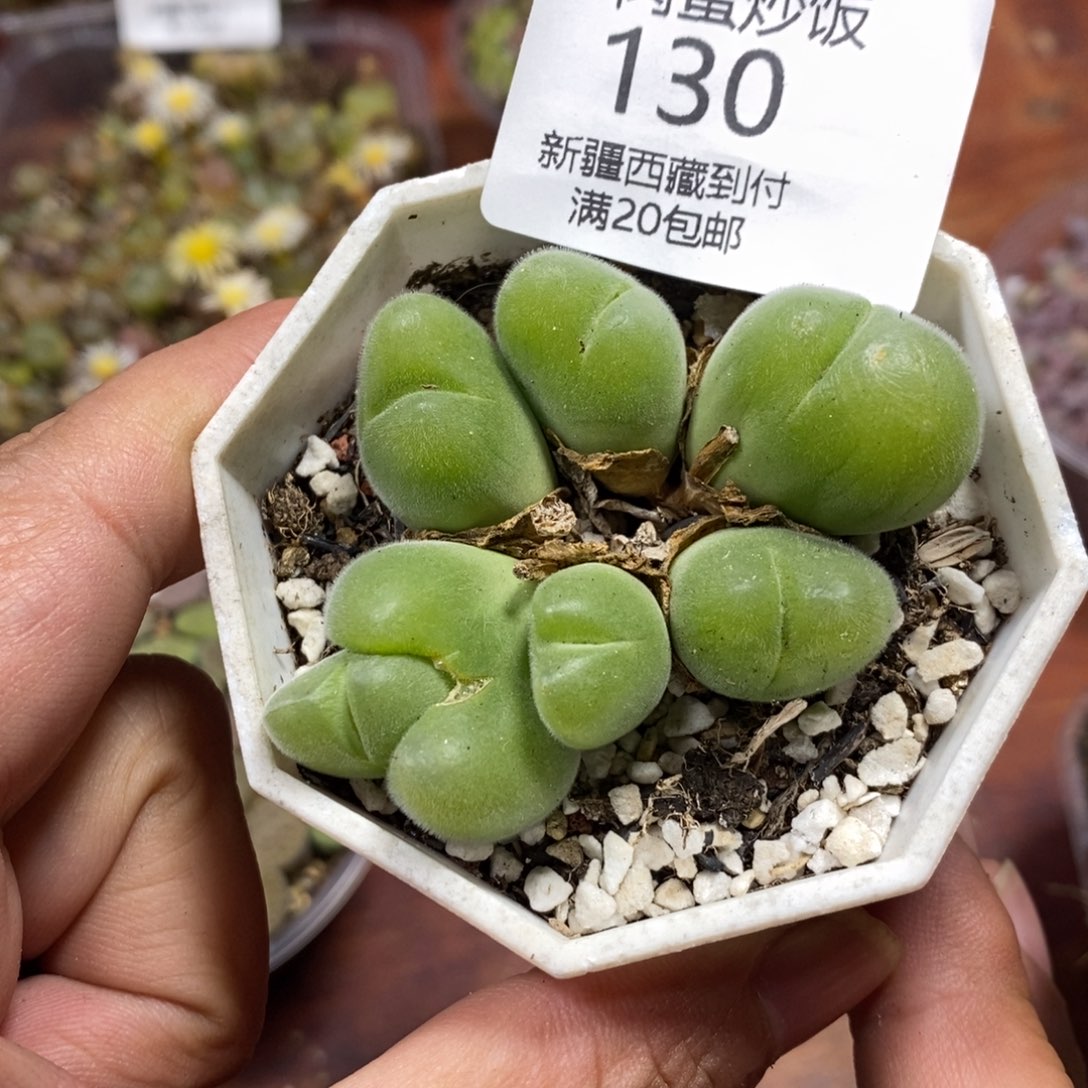 多肉蛋炒饭，感谢您相伴130