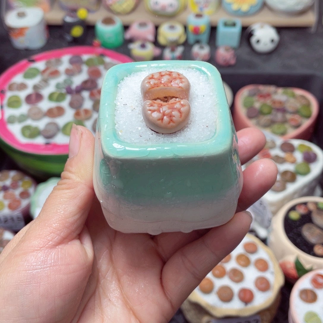 w3228 带盆土发货-零下地区拍保温箱