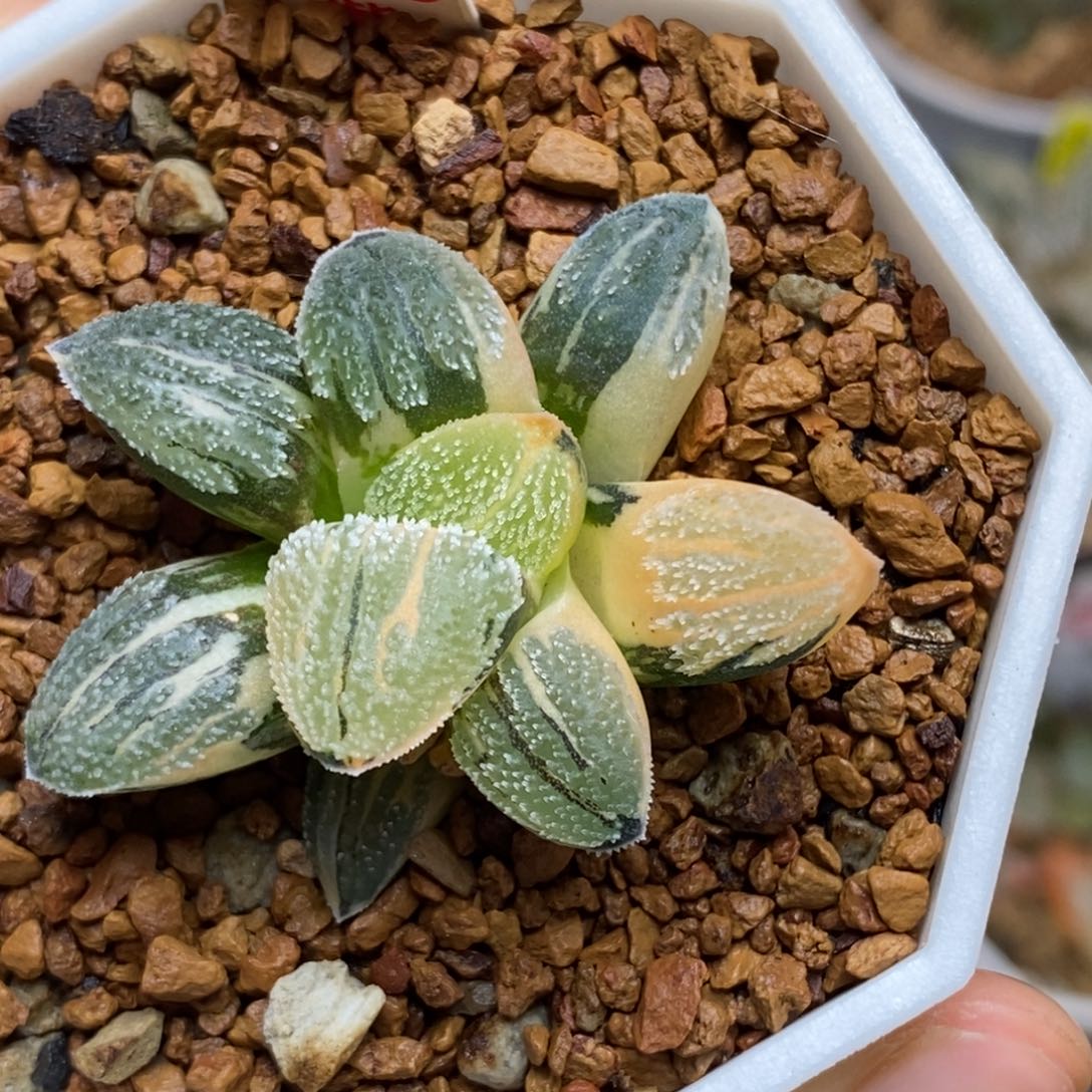 266雪之礼多肉植物组合