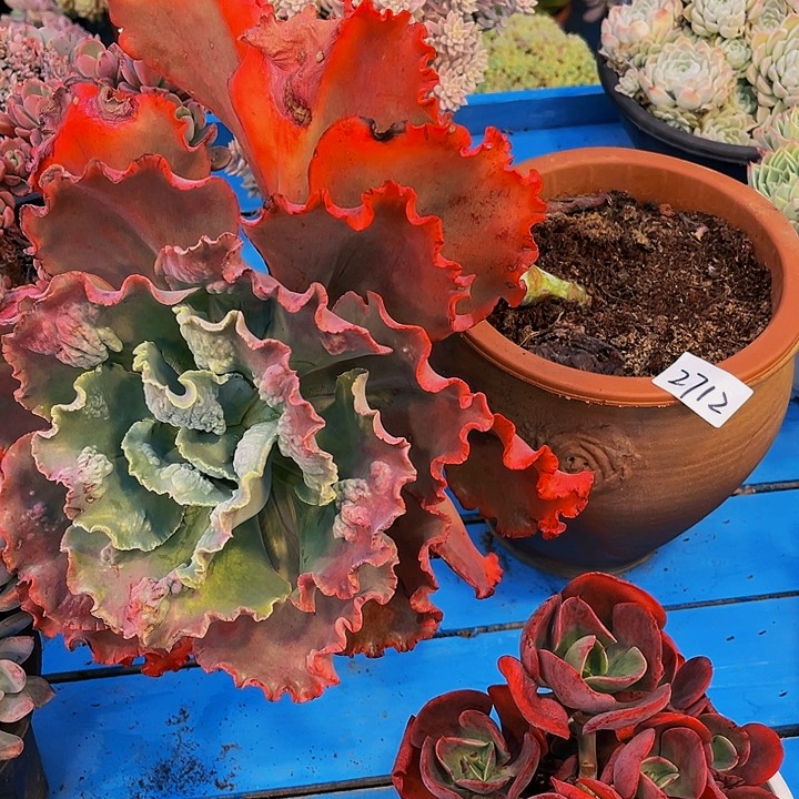 娘*变异包菜2712