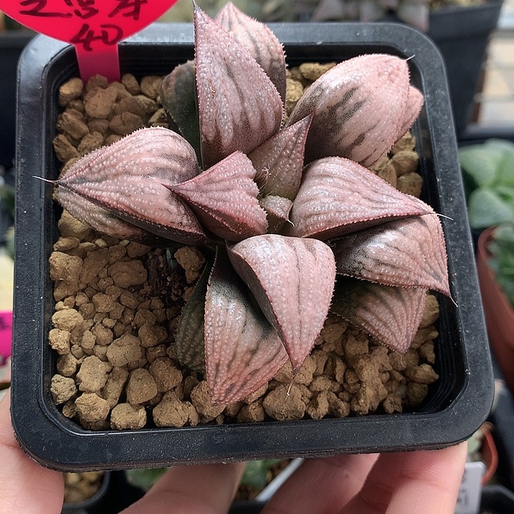 皇妃和之宫寿一物一拍