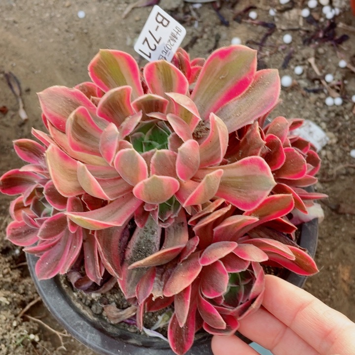 72浣纱多肉1234578