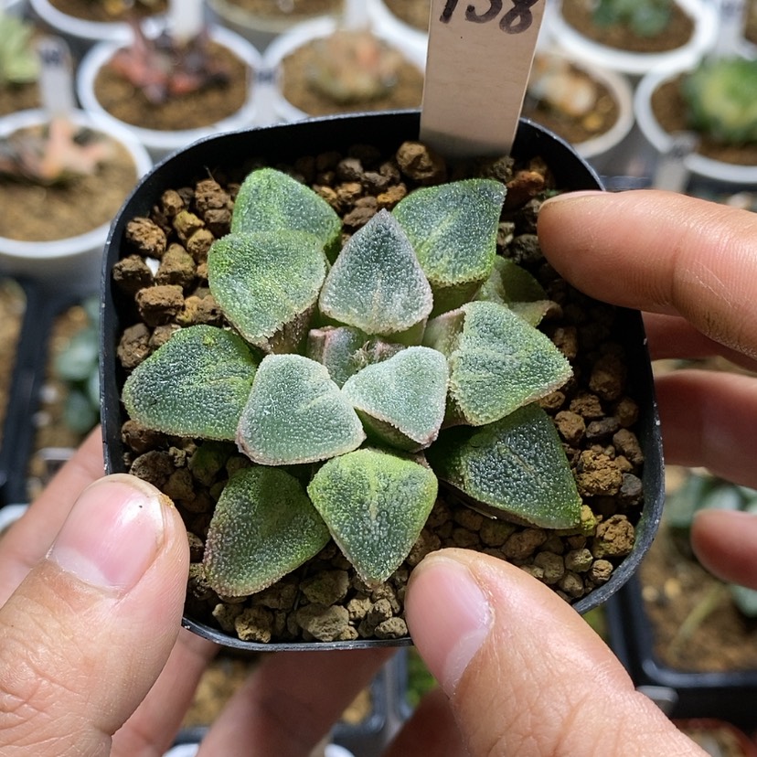 【闪购商品】158冰钻