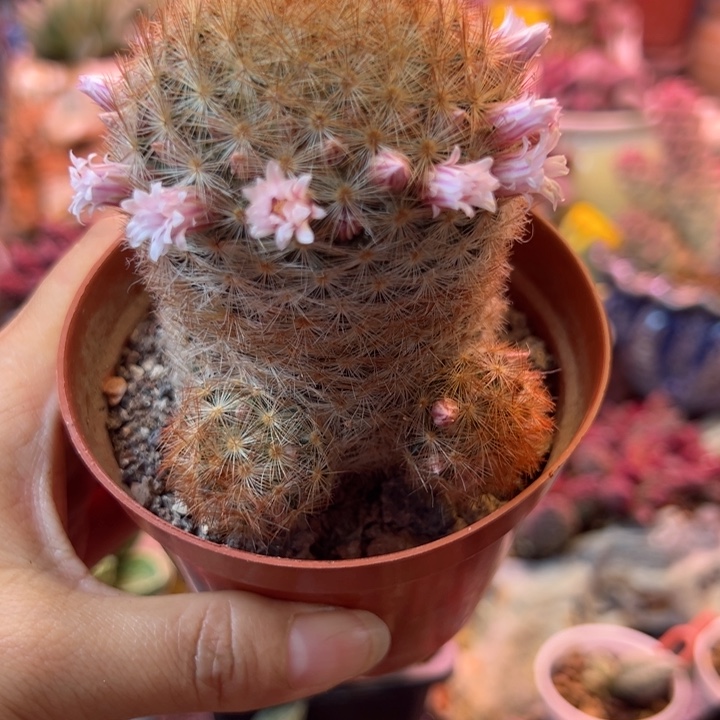 艾*可以吗你说你不知道吗