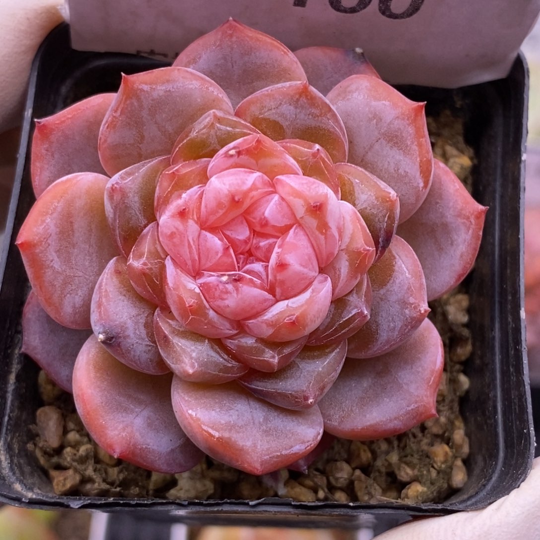 【闪购商品】05-100