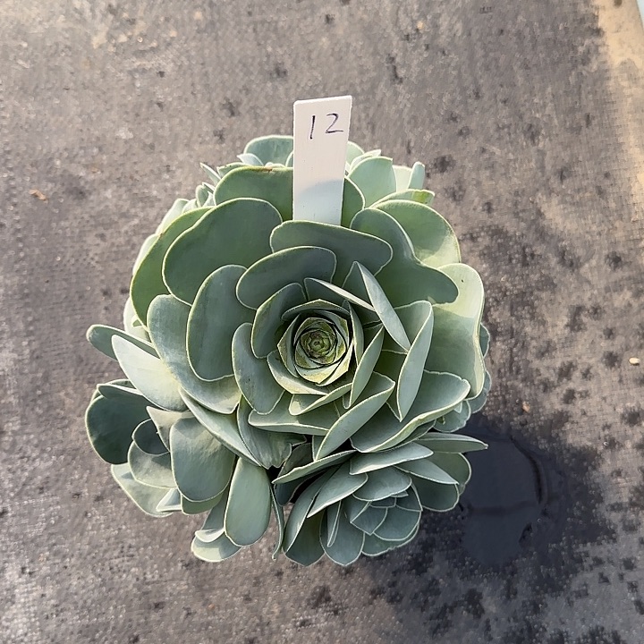 山地玫瑰一物一拍，脱土发，12号，不包断侧芽