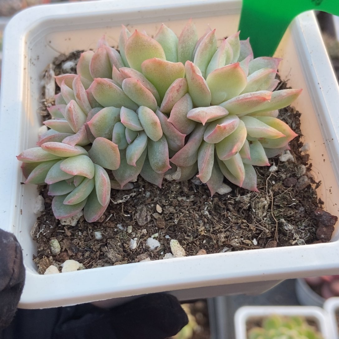 779天使玫瑰锦多肉植物