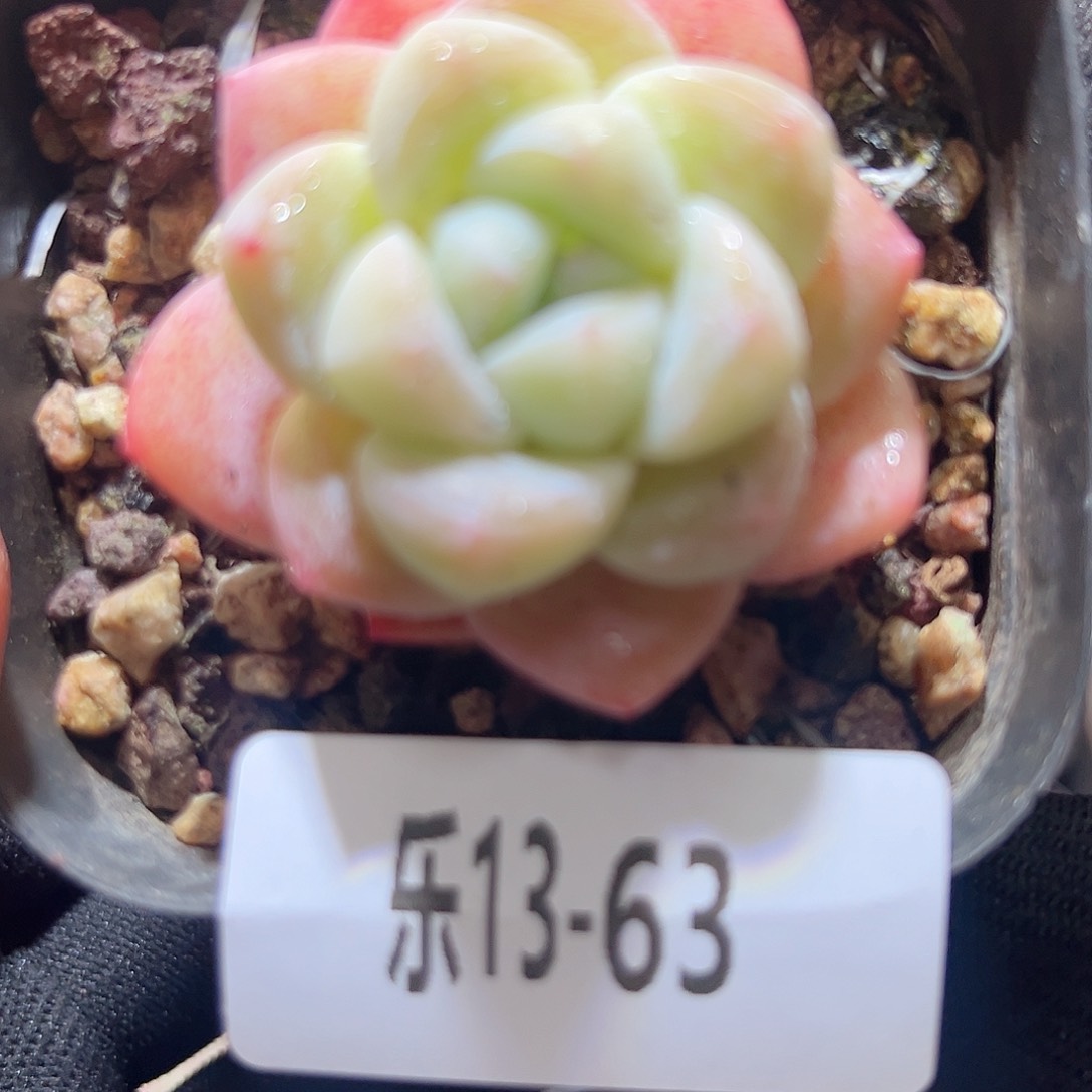 乐13-63 冰玉单头