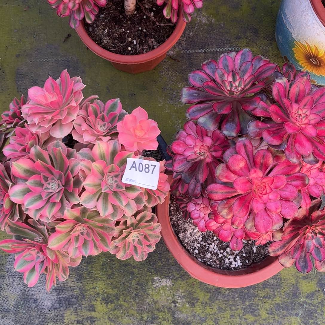 多肉组合0000000087