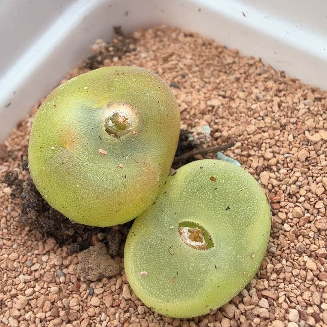 3.20.16/一双水晶鞋/多肉