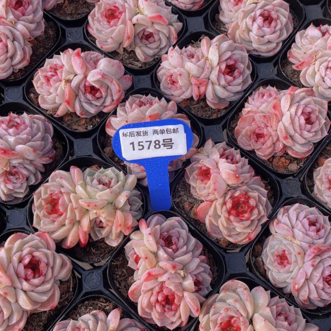 1578号红丝绒糖心天鹅绒群生一个