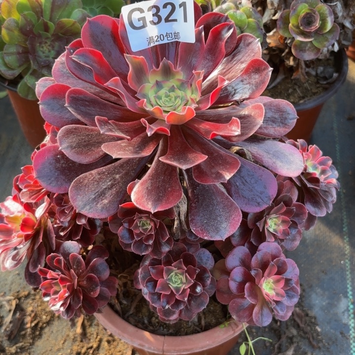 瑞妈多肉植物321.美杜莎