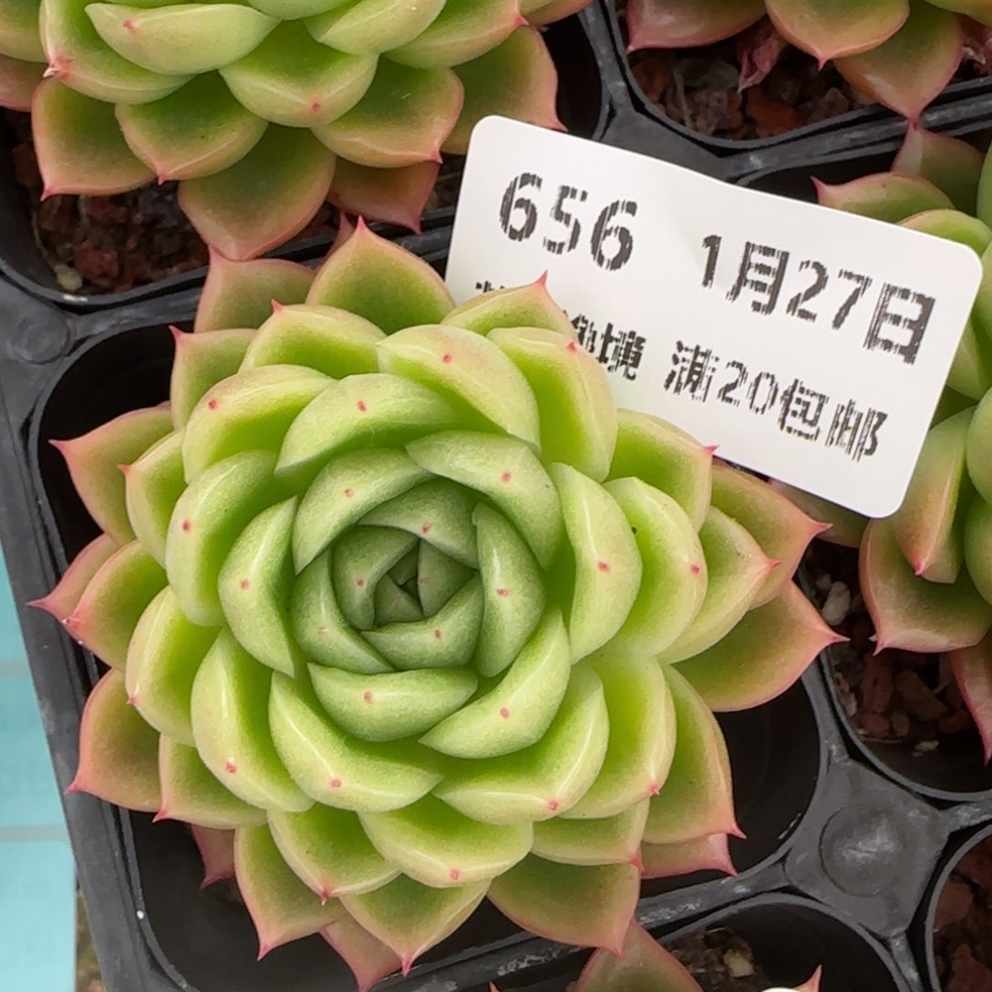 花语逸镜0127-656