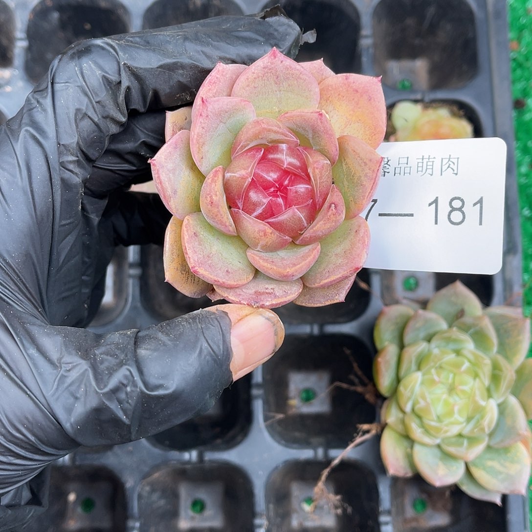 多肉一物一拍7-181