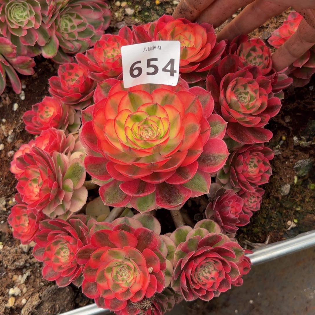 654多肉植物倾城
