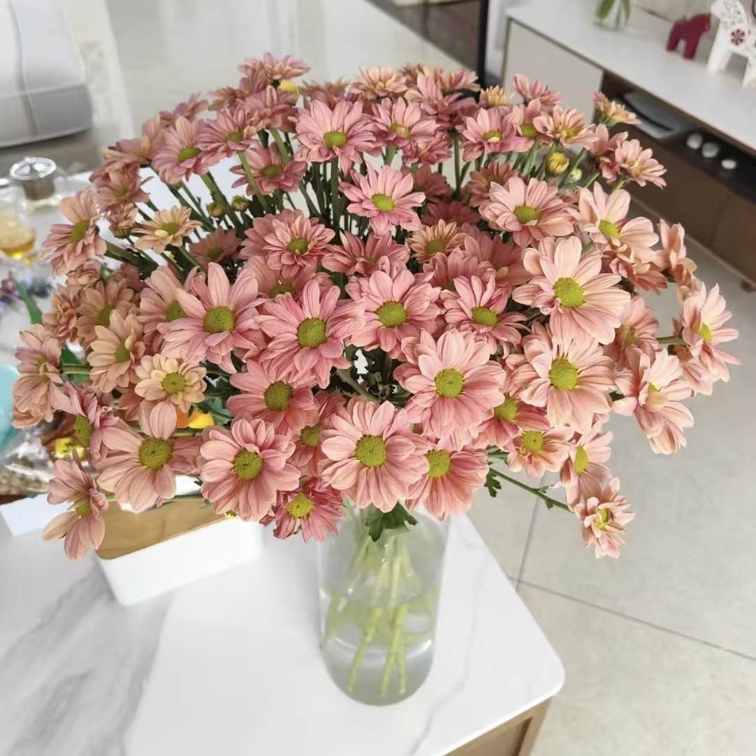 10枝西柚三文鱼小雏菊 耐养好打理花期超长待机 云南鲜花基地直发