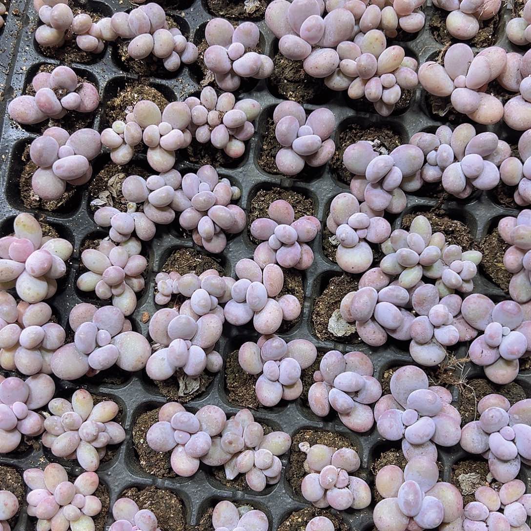 彩虹奶3个19包邮多肉