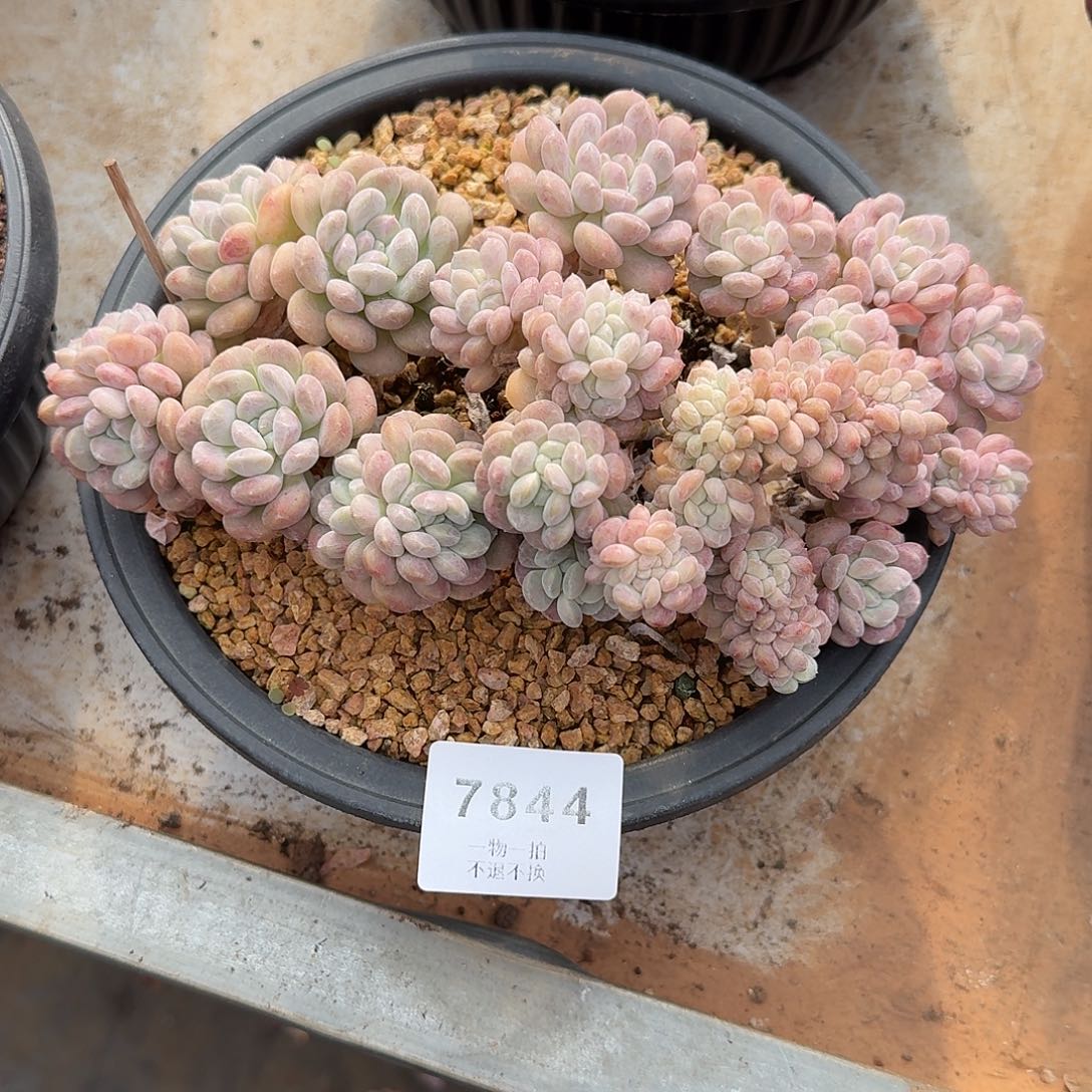 牙***牙7844号冰桃缀化多肉