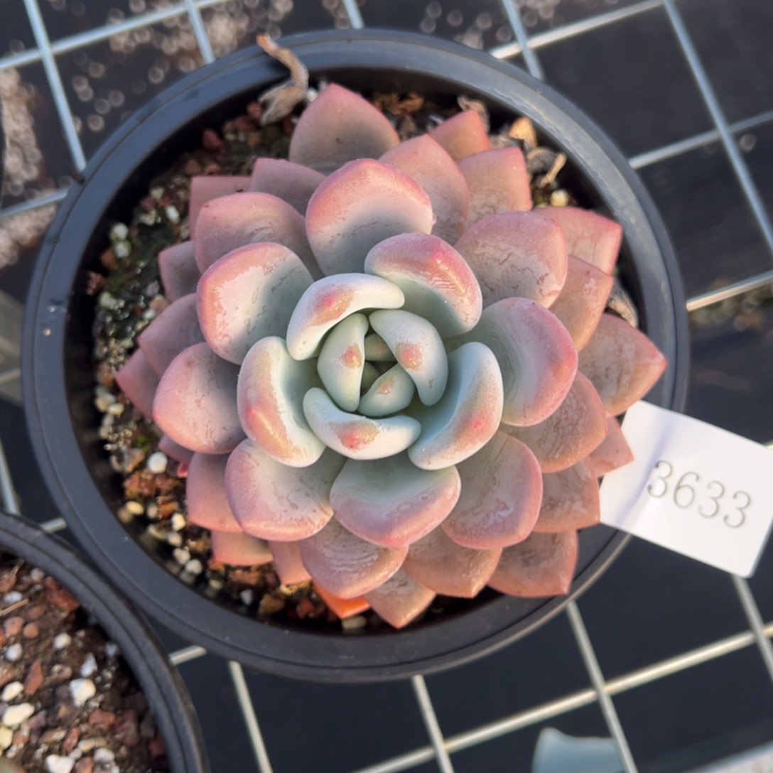 惠**心3633肉肉肉肉肉肉