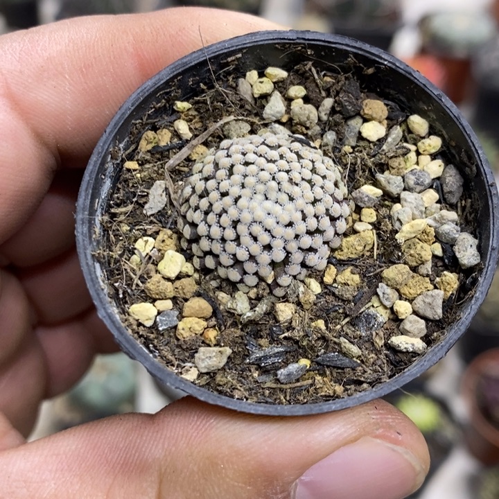 松针牡丹特价福利