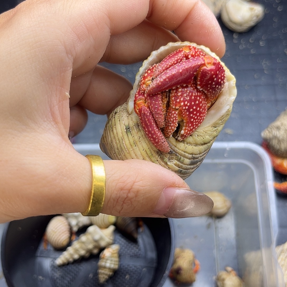 2.8口斐济草莓全尖