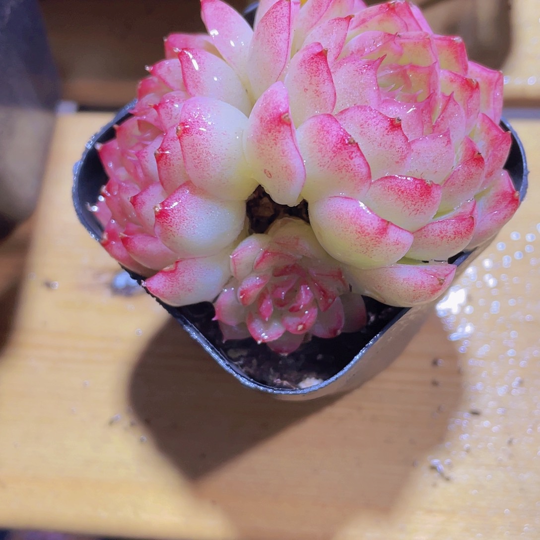 961号 全状态冰美人麦秆多头