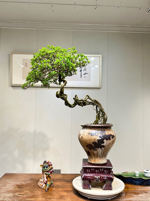 【功夫盆景】精品提根四季榄叶栀子花