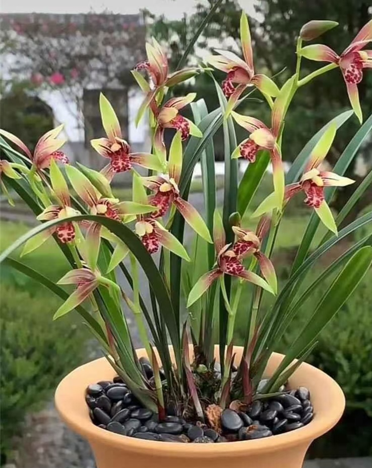 壮苗建兰四季兰 小国魂 浓香四溢室W内花卉盆栽好
