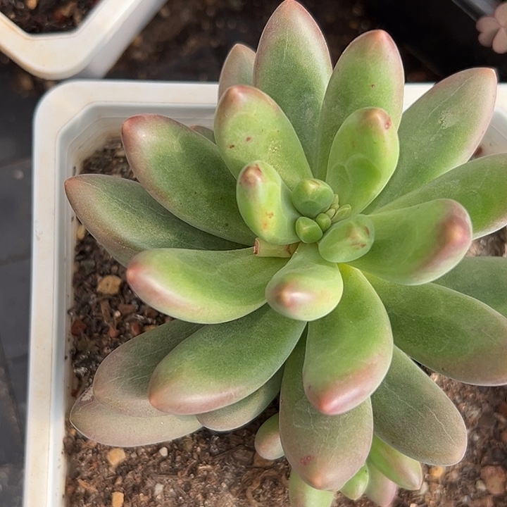 鲸落美人特价一物一拍