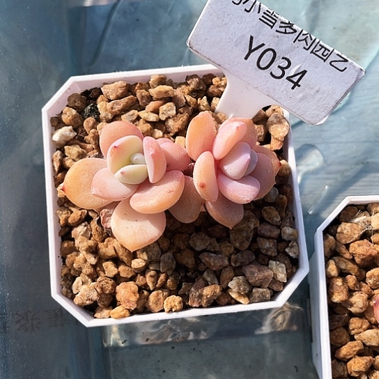 我是第一百个为妖刀应援的阴阳师呢