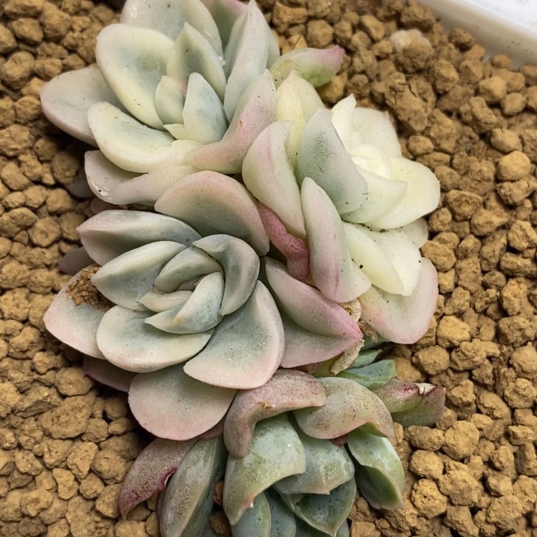 819雪鸢锦群生底座