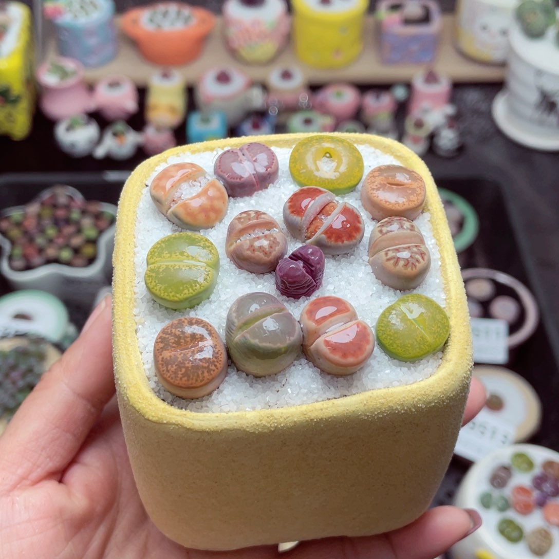 w9524 带盆土发货-零下地区拍保温箱