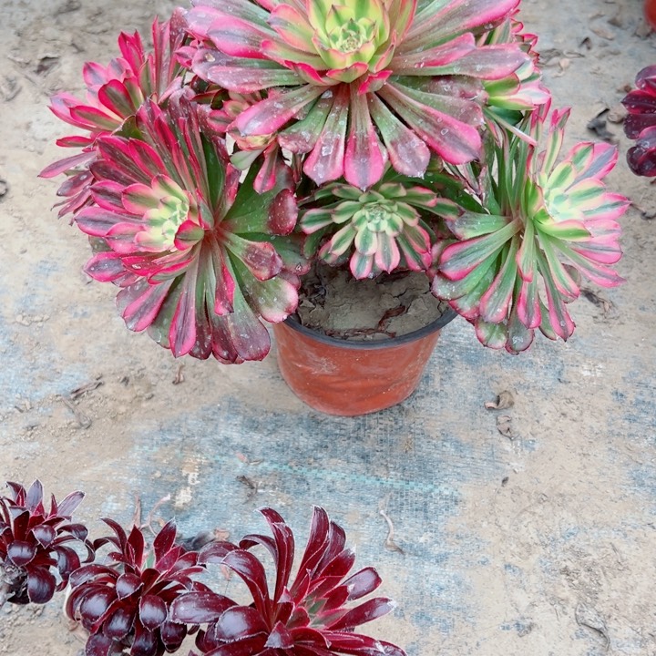 247舞天姬多肉植物