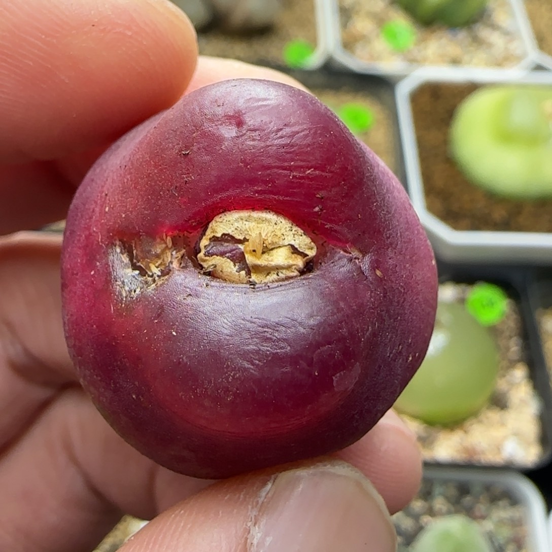 大肚子2.6多肉植物276