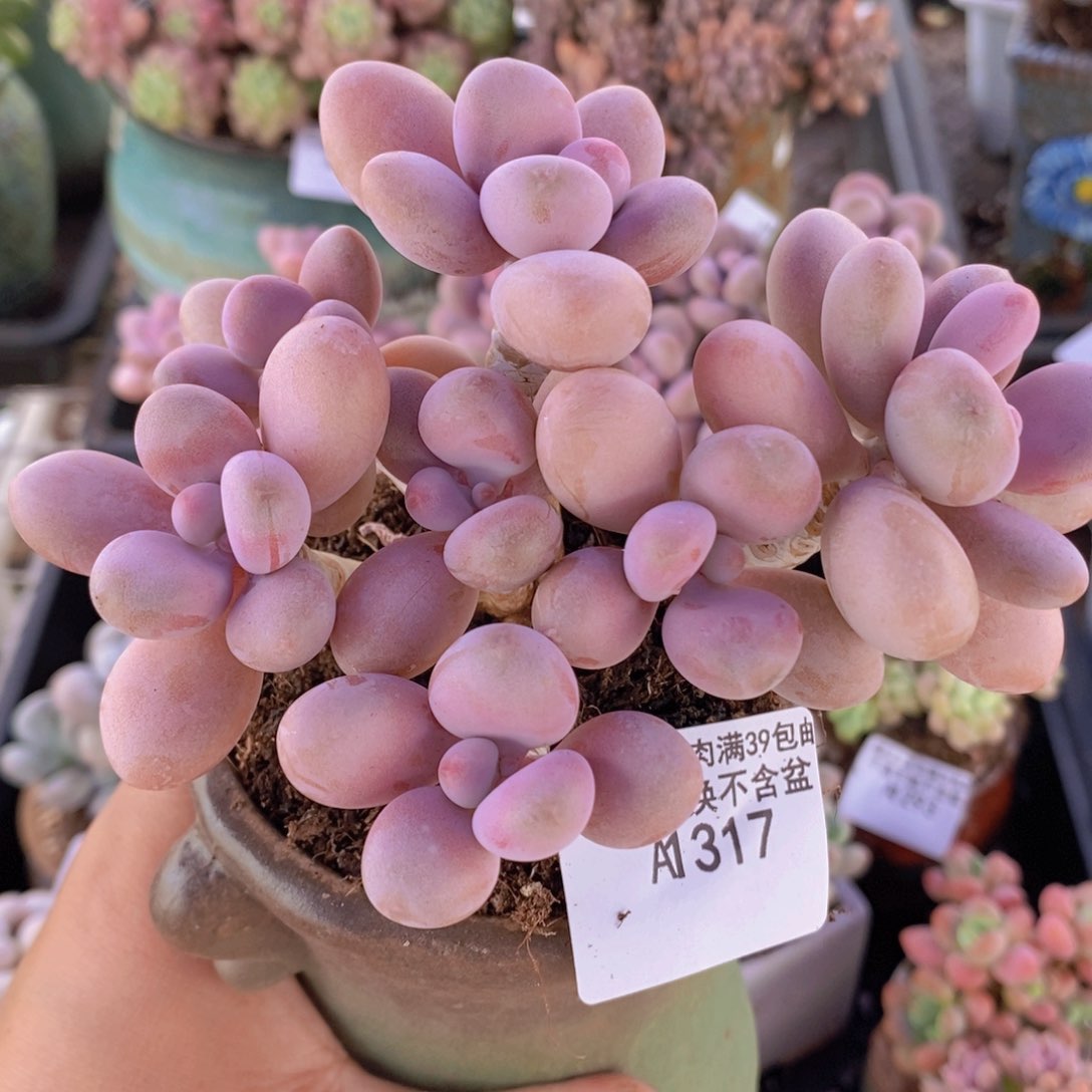 糖果桃蛋老桩11cm317多肉植物