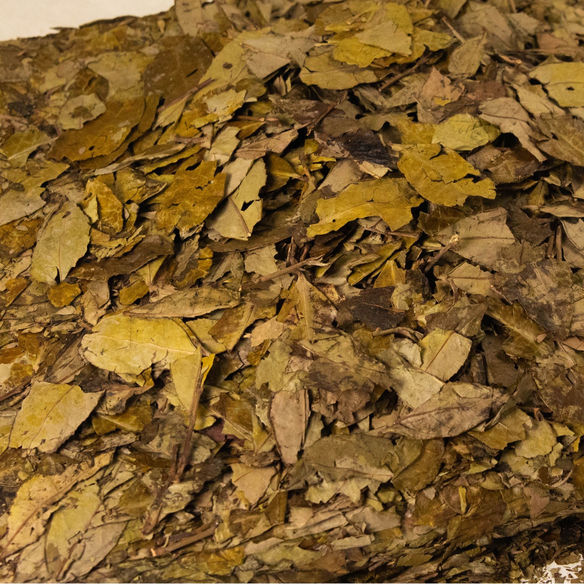 银龙白茶新款冬叶【无上清凉】寿眉 福鼎白茶