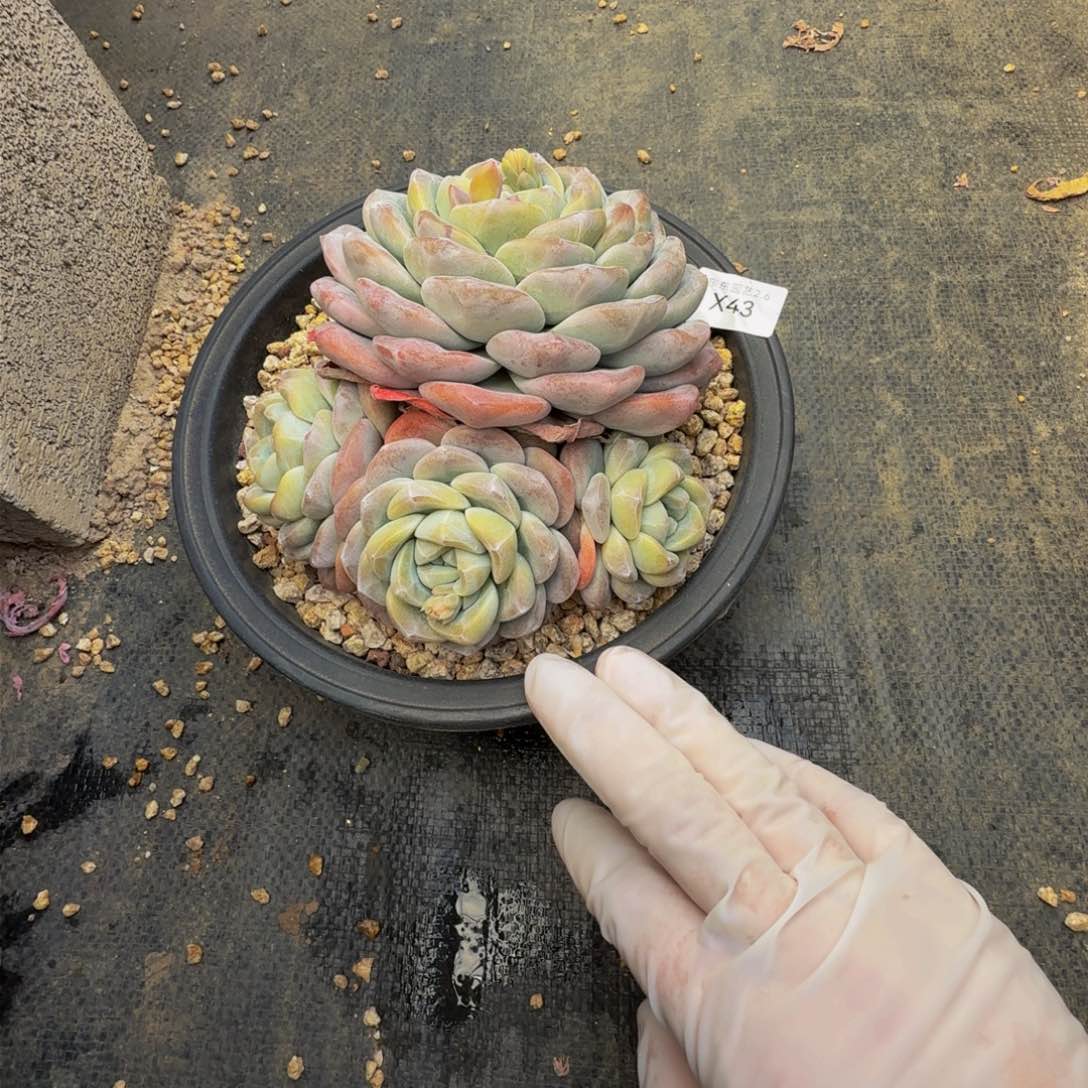 x x x x x x x x 43