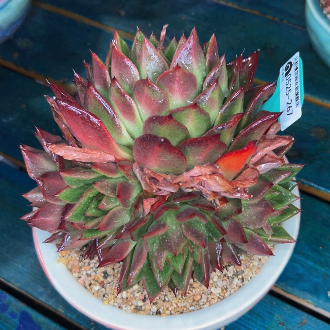 多肉一物一拍0525-267