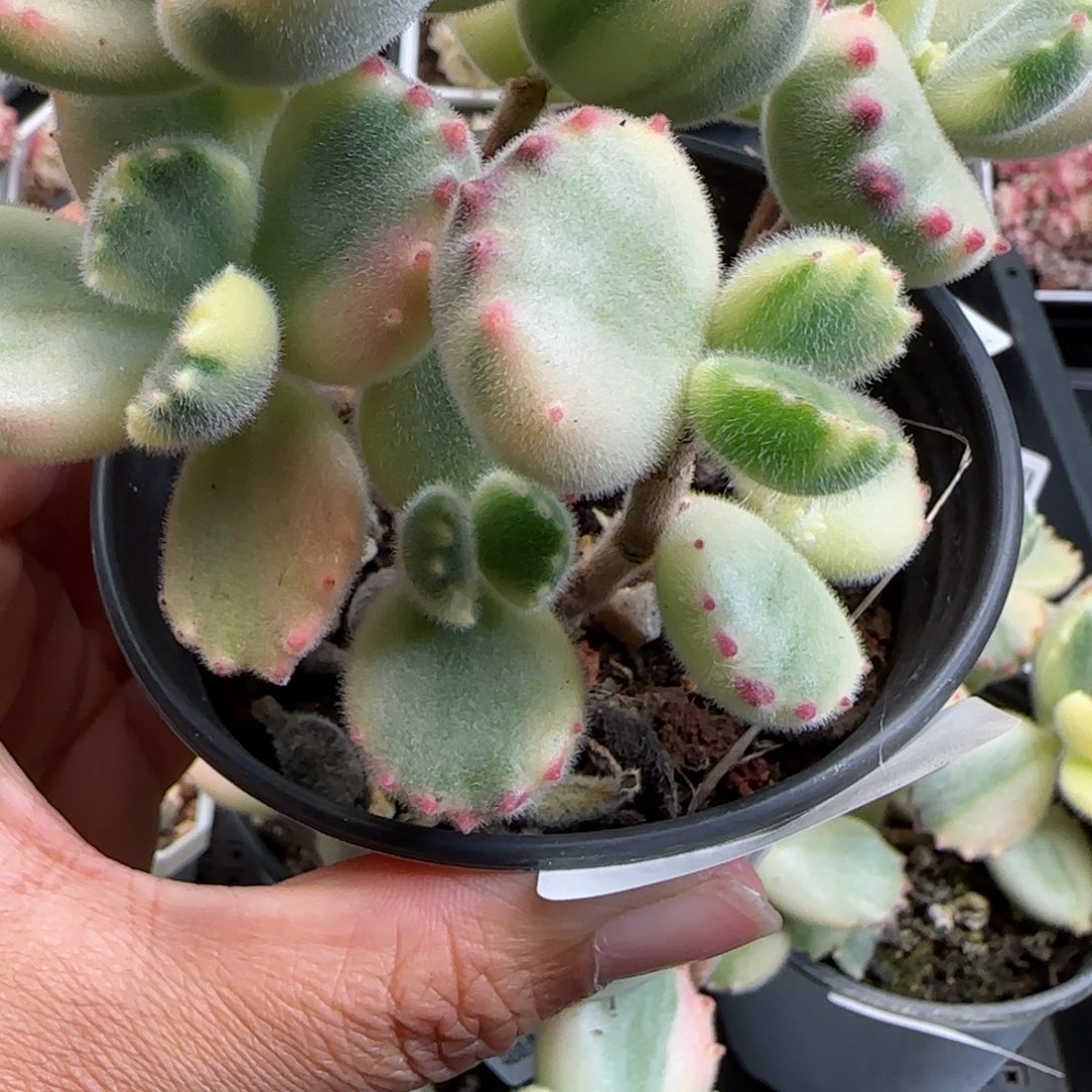 花语逸镜0125-500