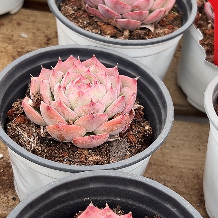 团044    两盆  侧影