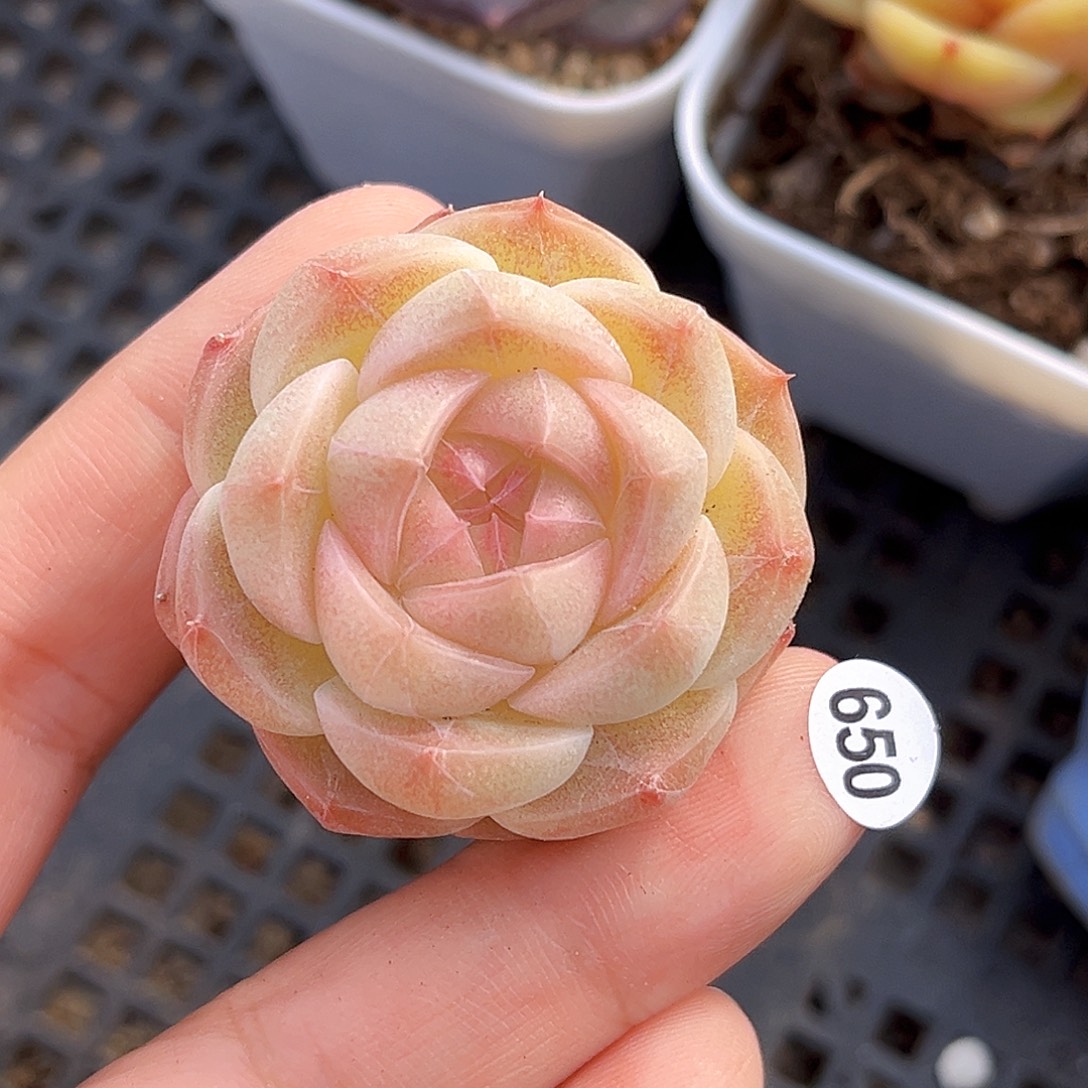 650   康桥珍妮多肉