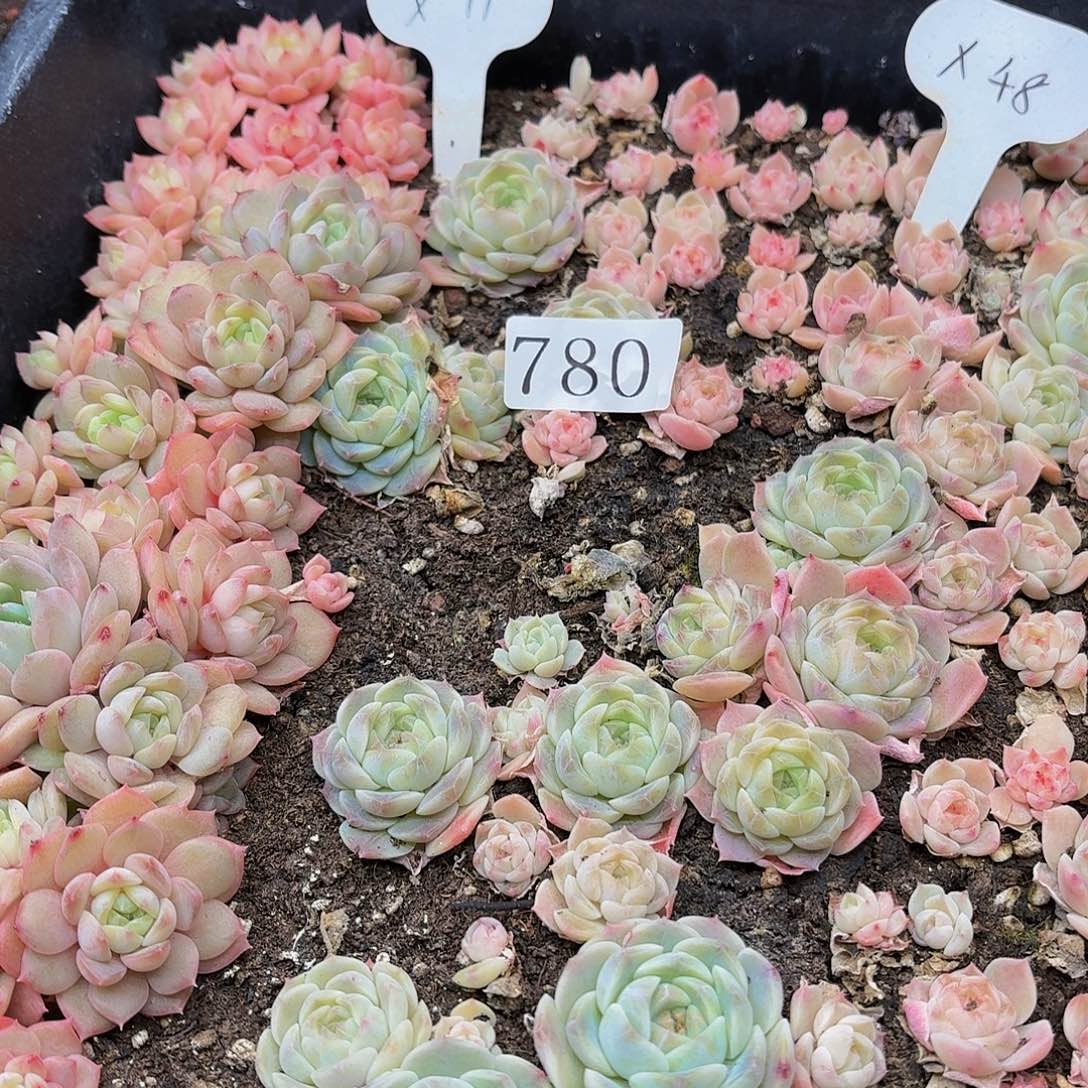 多肉植物多肉植物780