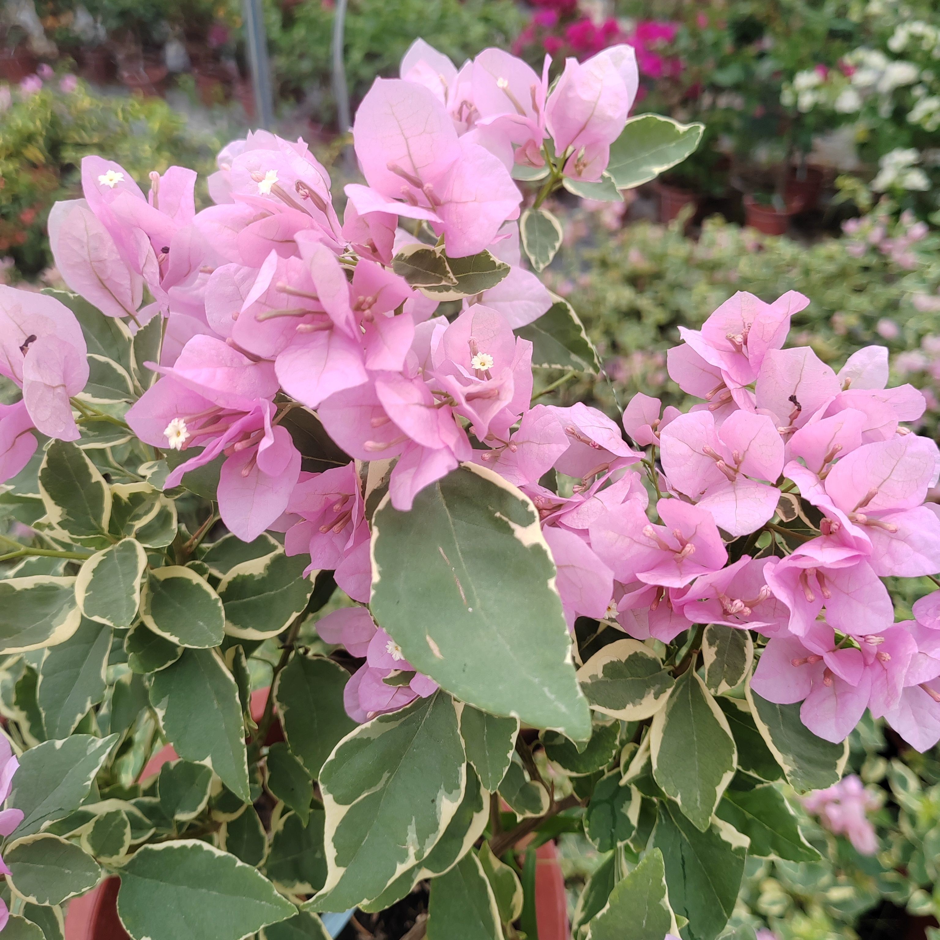 小斑叶丽人原生盆苗三角梅